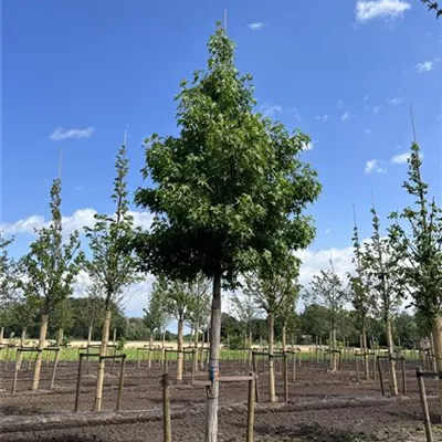 Hochstamm 30-35 23-85D 2440 - Amberbaum 'Worplesdon' - Liquidambar styraciflua 'Worplesdon' - Collection