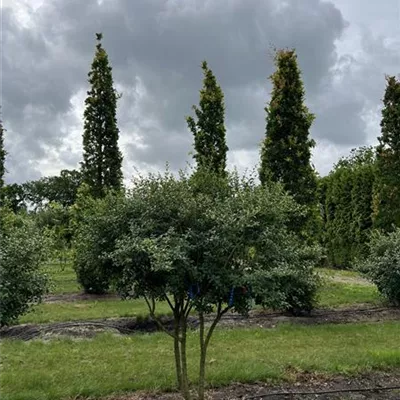 Schirmform 125-150 x 200-225 23-67C 1850 - Burkwoods Duftblüte - Osmanthus burkwoodii - Collection