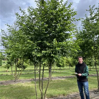 Schirmform 350-400 - Gewöhnliche Hopfenbuche - Ostrya carpinifolia - Collection