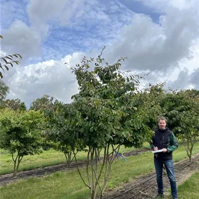 Schirmform 150-200 x 250-300 23-79C 2685 reserviert - Eisenbaum - Parrotia persica - Collection