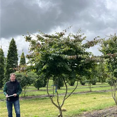 Schirmform 200-300 x 300-350 23-81C 3450 verkauft - Eisenbaum - Parrotia persica - Collection