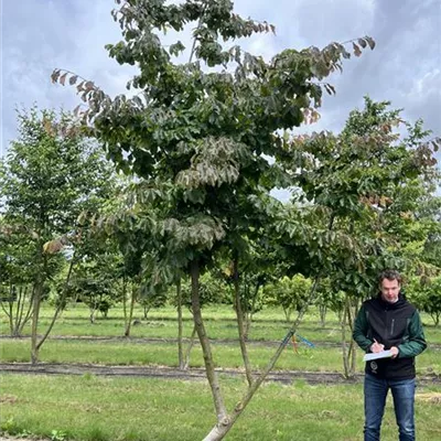 Charakterbaum 200-300 x 350-400 23-84C 4900 - Eisenbaum - Parrotia persica - Collection