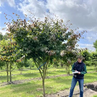 Schirmform 200-250 x 250-300 23-98C 2600 - Eisenbaum - Parrotia persica - Collection