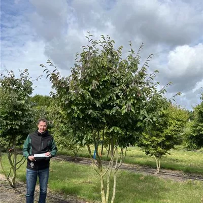 Schirmform 150-200 x 300-350 23-93C 2685 - Eisenbaum 'Vanessa' - Parrotia persica 'Vanessa' - Collection