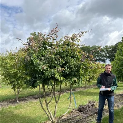 Schirmform 150-200 x 300-350 23-94C 2685 - Eisenbaum 'Vanessa' - Parrotia persica 'Vanessa' - Collection