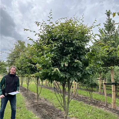 Schirmform 150-200 x 350-400 23-16D 3900 - Eisenbaum 'Vanessa' - Parrotia persica 'Vanessa' - Collection