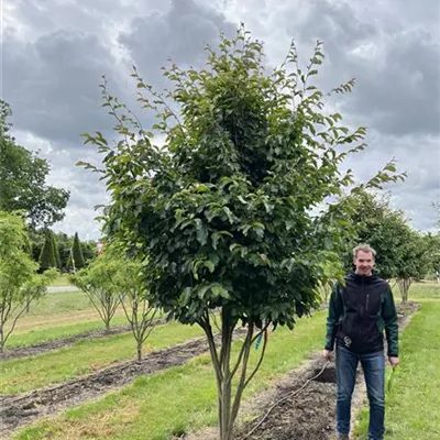 Schirmform 150-200 x 350-400 23-18D 3900 - Eisenbaum 'Vanessa' - Parrotia persica 'Vanessa' - Collection