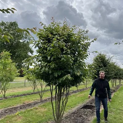 Schirmform 150-200 x 350-400 23-19D 3900 - Eisenbaum 'Vanessa' - Parrotia persica 'Vanessa' - Collection