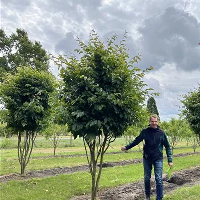 Schirmform 150-200 x 350-400 23/24-20D 3900 - Eisenbaum 'Vanessa' - Parrotia persica 'Vanessa' - Collection