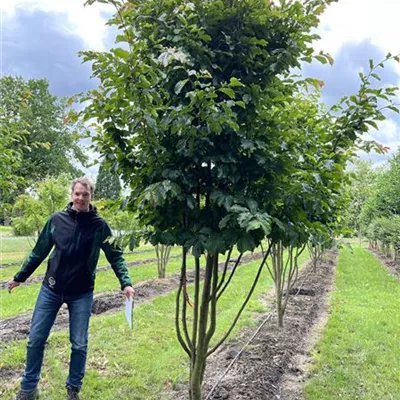 Schirmform 150-200 x 350-400 23-21D 3900 - Eisenbaum 'Vanessa' - Parrotia persica 'Vanessa' - Collection