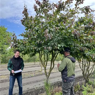 Schirmform 150-200 x 300-350 23-53D 3100 - Eisenbaum 'Vanessa' - Parrotia persica 'Vanessa' - Collection