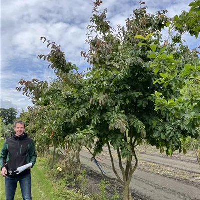 Schirmform 150-200 x 300-350 23-52D 3100 - Eisenbaum 'Vanessa' - Parrotia persica 'Vanessa' - Collection