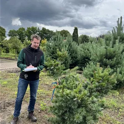 Solitär 125-150 23-49D 480 - Blaue Mädchenkiefer - Pinus parviflora 'Glauca' - Collection