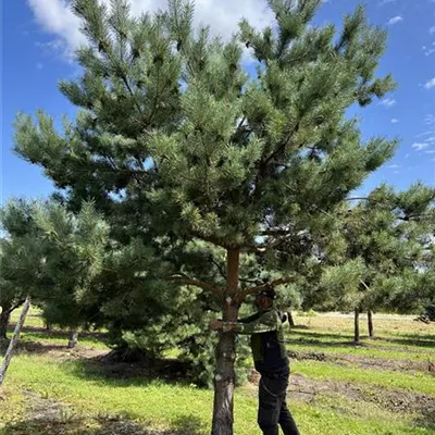 Charakterbaum 50-60 23-65D 7500 - Kiefer - Pinus sylvestris - Collection