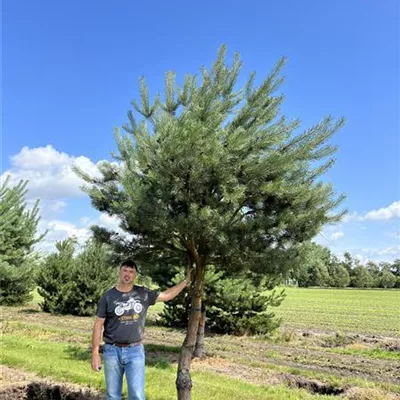 Charakterbaum 40-45 23-74D 6300 - Kiefer - Pinus sylvestris - Collection