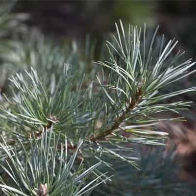 Hochstamm 45-50 24-1244 2550 - Wald-Kiefer 'Glauca' - Pinus sylvestris 'Glauca' - Collection