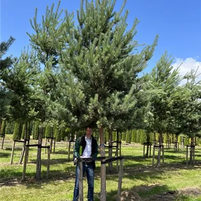 Charakterbaum 30-35 23-66D 2400 - Wald-Kiefer 'Glauca' - Pinus sylvestris 'Glauca' - Collection