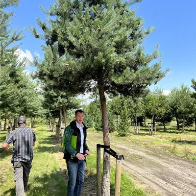 Charakterbaum 35-40 23-70D 3300 - Wald-Kiefer 'Glauca' - Pinus sylvestris 'Glauca' - Collection