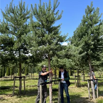 Charakterbaum 35-40 23-67D 3300 - Wald-Kiefer 'Glauca' - Pinus sylvestris 'Glauca' - Collection