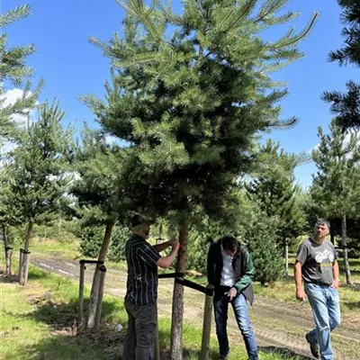 Charakterbaum 35-40 23-68D 3300 - Wald-Kiefer 'Glauca' - Pinus sylvestris 'Glauca' - Collection