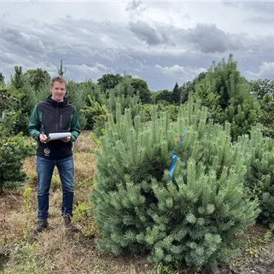 Solitär 150-200 x 125-150 23-46D 1100 - Silberkiefer - Pinus sylvestris 'Watereri' - Collection