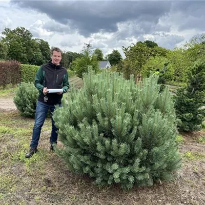 Solitär 150-200 x 150-175 23-47D 1400 - Silberkiefer - Pinus sylvestris 'Watereri' - Collection