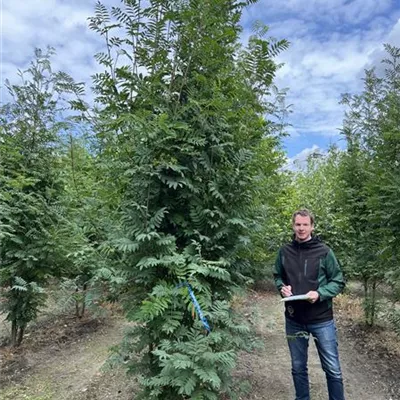 Solitär 300-350 23-33D 650 - Gewöhnliche Eberesche - Sorbus aucuparia - Collection