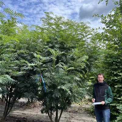 Solitär 300-350 23-58D 1485 - Eberesche 'Dodong' - Sorbus 'Dodong' - Collection