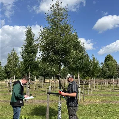 Hochstamm 20-25 23-99D 1800 - Französischer Ahorn - Acer monspessulanum - Collection