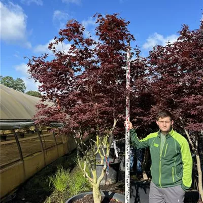 Schirmform 150-200 x 250-300 23-13F 2700 - Roter Fächerahorn 'Bloodgood' - Acer palmatum 'Bloodgood' - Collection