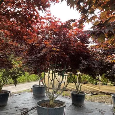 Schirmform 200-250 x 200-250 23-7F 2700 - Fächerahorn 'Fireglow' - Acer palmatum 'Fireglow' - Collection