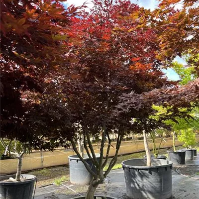 Schirmform 250-300 x 300-350 23-8F 5100 - Fächerahorn 'Fireglow' - Acer palmatum 'Fireglow' - Collection