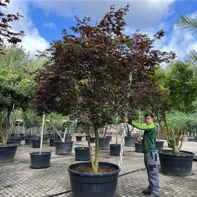 Schirmform 300-400 x 300-350 23-17F 6150 - Fächerahorn 'Fireglow' - Acer palmatum 'Fireglow' - Collection