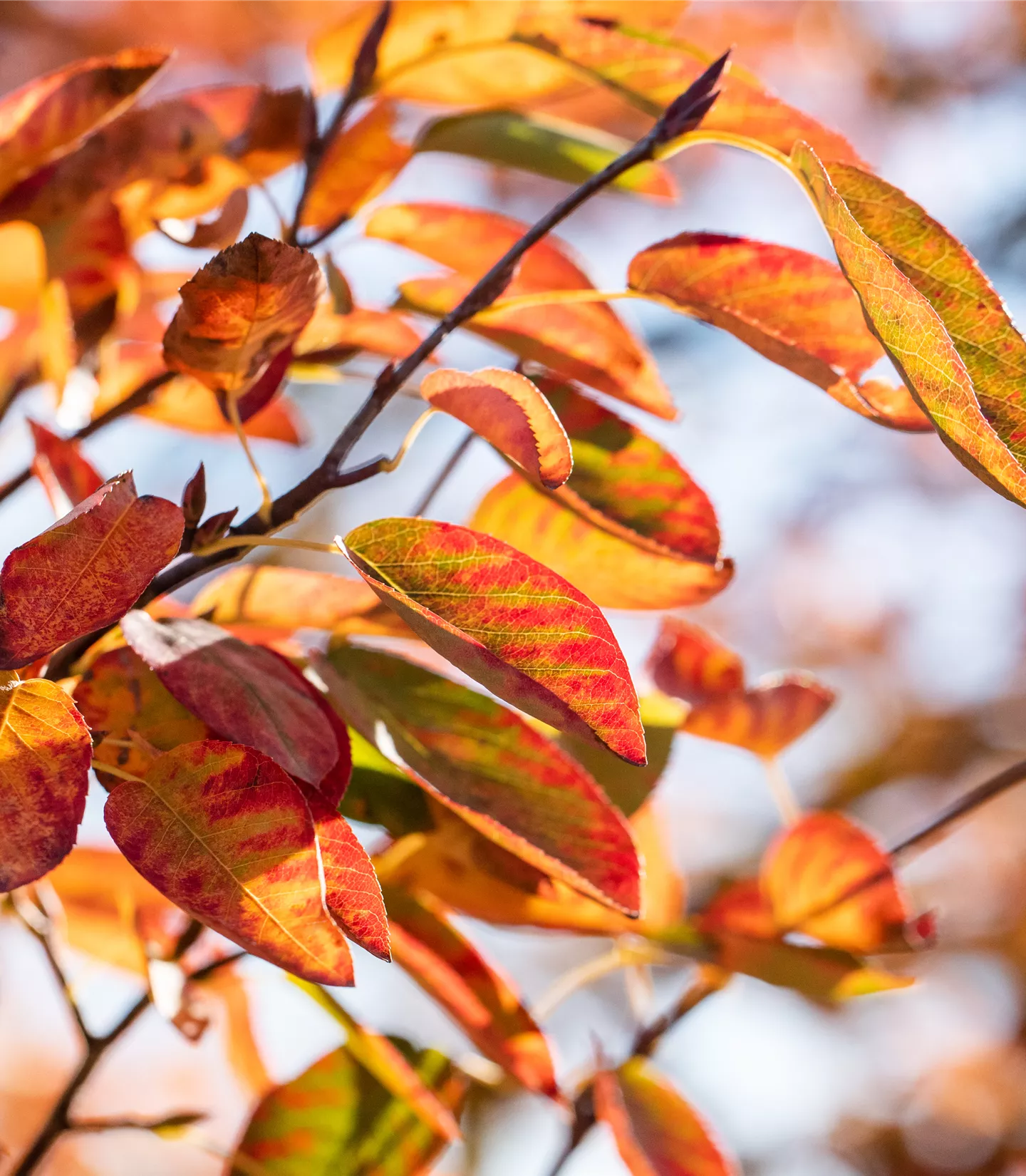 Amelanchier lamarckii 'October Flame'® - Collection