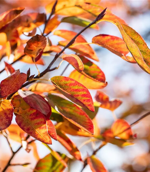 Amelanchier lamarckii 'October Flame'® - Collection