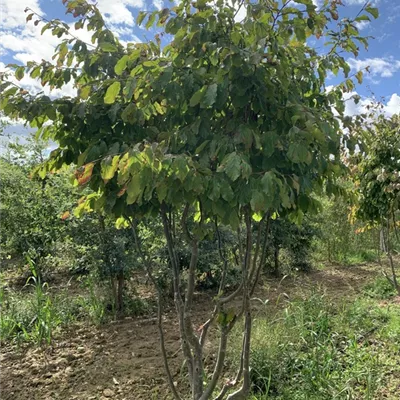 Schirmform 225-250 BA23-002 1650 - Eisenbaum - Parrotia persica - Collection