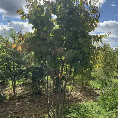 Schirmform 250-275 BA23-003 2150 - Eisenbaum - Parrotia persica - Collection