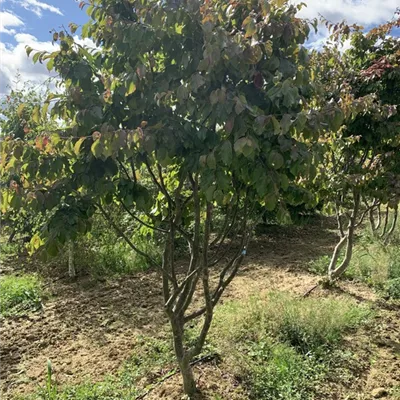 Schirmform 225-250 1650 - Eisenbaum - Parrotia persica - Collection