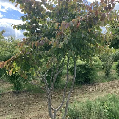 Schirmform 225-250 BA23-005 1650 - Eisenbaum - Parrotia persica - Collection