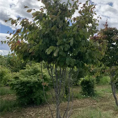 Schirmform 250-275 BA23-006 2150 - Eisenbaum - Parrotia persica - Collection