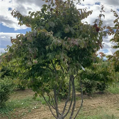 Schirmform 225-250 BA23-007 1650 - Eisenbaum - Parrotia persica - Collection