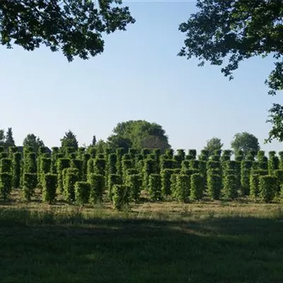 Heckenelemente 50 x 50 SM - Hainbuche,Weißbuche - Carpinus betulus - Collection