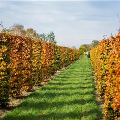 Heckenelement 50 x 50 SM - Rotbuche - Fagus sylvatica - Collection