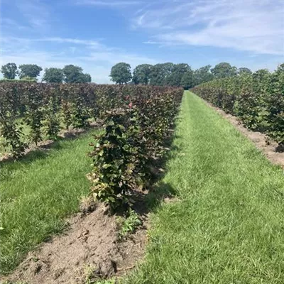 Heckenpflanze 40 x 40 SM - Blutbuche Veredelung - Fagus sylvatica 'Atropunicea' - Collection