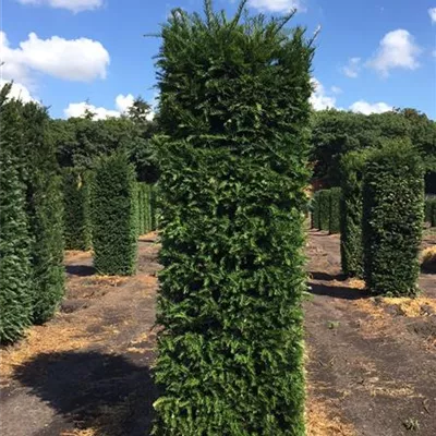 Heckenelement 50 x 50 SM - Heimische Eibe - Taxus baccata - Collection