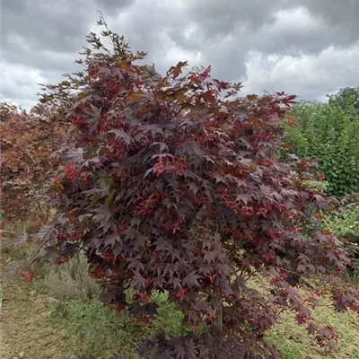 Solitär 150-175 BA23-020 512 - Roter Fächerahorn 'Bloodgood' - Acer palmatum 'Bloodgood' - Collection