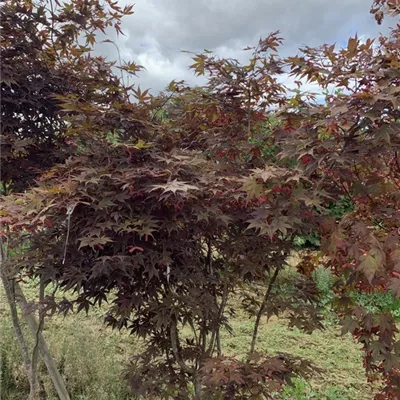 Solitär 150-175 BA23-021 512 - Roter Fächerahorn 'Bloodgood' - Acer palmatum 'Bloodgood' - Collection