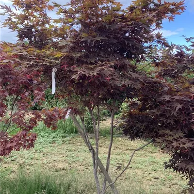 Schirmform 175-200 BA23-022 1950 - Roter Fächerahorn 'Bloodgood' - Acer palmatum 'Bloodgood' - Collection