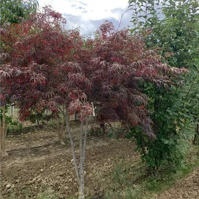 Schirmform 175-200 BA23-049 760 - Fächerahorn 'Burgundy Lace' - Acer palmatum 'Burgundy Lace' - Collection