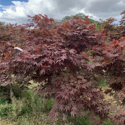 Solitär 150-175 BA23-026 512 - Fächerahorn 'Fireglow' - Acer palmatum 'Fireglow' - Collection